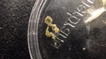 Media type: image; Invertebrate Zoology 153123   Description: live specimen;